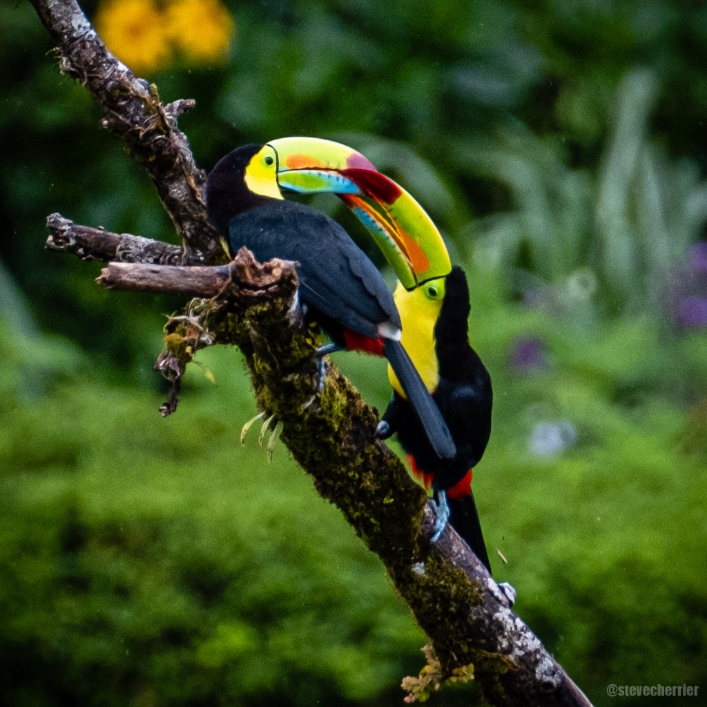 Great Egret with fish — photo by Steve Cherrier